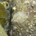 Zeugopterus punctatus (Haarbutt)